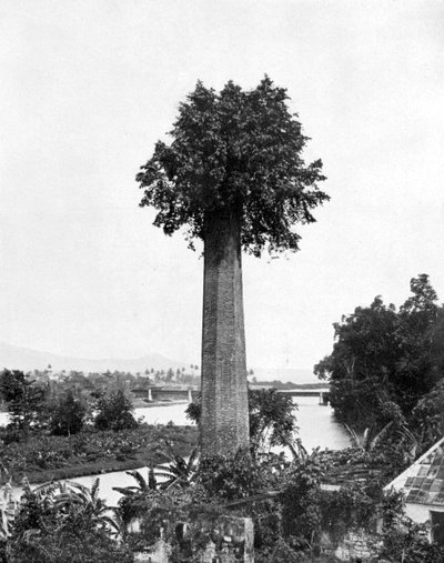 Tre som vokser ut gammel sukkergårdsskorstein, Jamaica, c1905. av Adolphe Duperly and Son