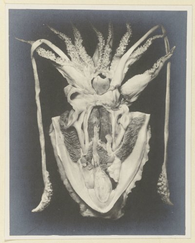 Anatomi til en blekksprut Anatomie de la Seiche (tittel på objekt) av Adolphe Louis Donnadieu