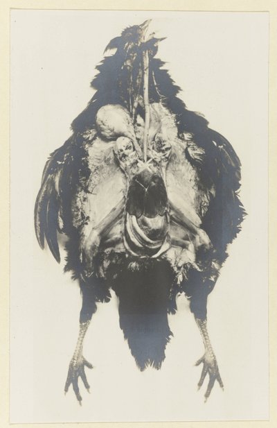 Anatomi til en kylling Anatomi av poule av Adolphe Louis Donnadieu