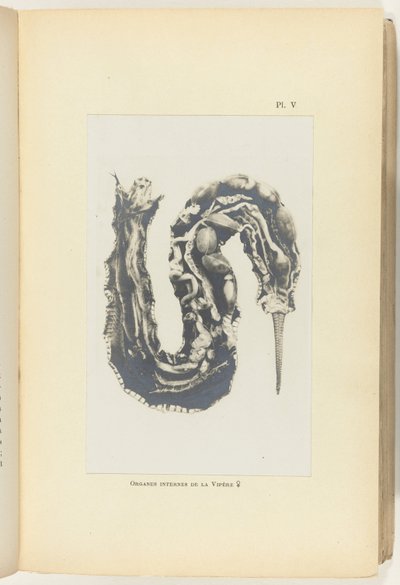 Kutt opp huggorm med organene synlige Organes internes de la Vipere (tittel på objekt) av Adolphe Louis Donnadieu