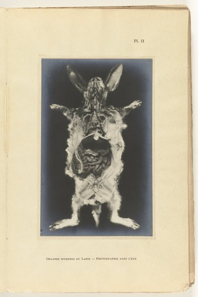 Opengesneden konijn met de organen zichtbaar Organes internes du lapin -Photographie dans l
