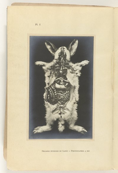 Kanin skåret opp med organene synlige Organes internes du lapin -Photography a sec av Adolphe Louis Donnadieu