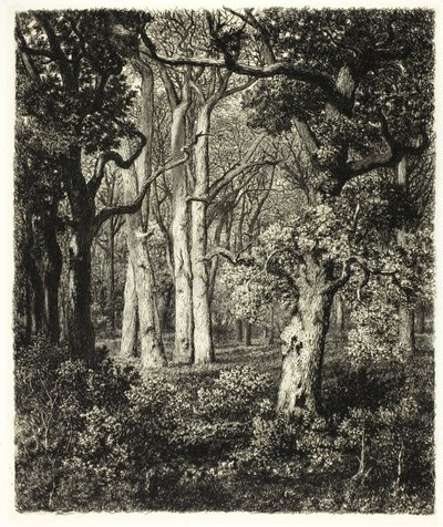 Old Oaks på Bas Bréau av Adolphe Martial Potemont