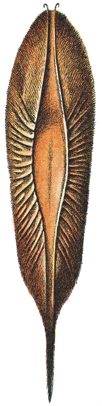 Eggetui av en kimær av Adolphe Philippe Millot