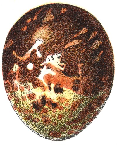 Egg of a Honey Buzzard (Pernis apivorus), 1923 av Adolphe Philippe Millot