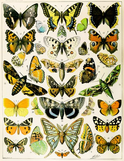 Illustrasjon av sommerfugler og møll ca. 1923 (litho) av Adolphe Philippe Millot
