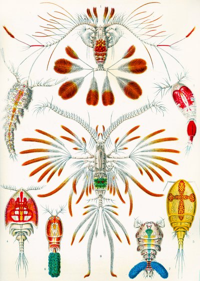 Illustrasjon av Copepoder, ca. 1909 av Adolphe Philippe Millot