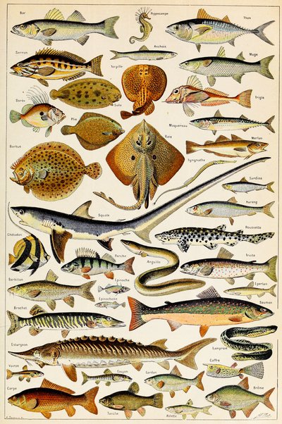 Illustrasjon av spiselig fisk, ca. 1923 av Adolphe Philippe Millot