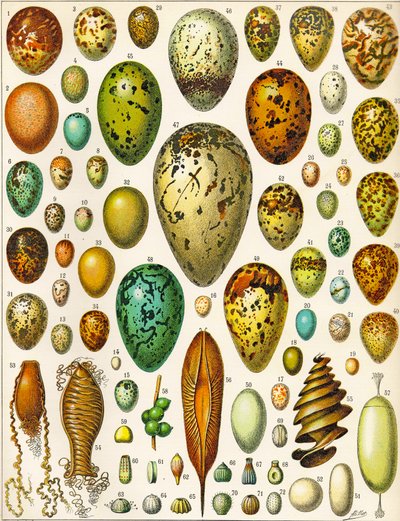 Illustrasjon av egg ca. 1923 av Adolphe Philippe Millot