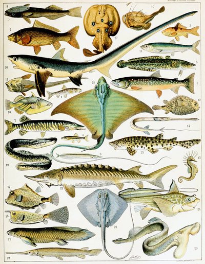 Illustrasjon av fisk ca. 1923 (litho) av Adolphe Philippe Millot