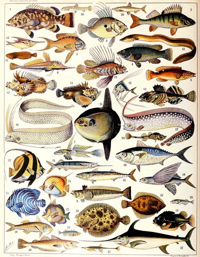 Illustrasjon av Marine Fish ca. 1923 av Adolphe Philippe Millot