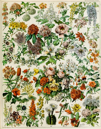 Illustrasjon av blomstrende planter ca. 1923 av Adolphe Philippe Millot