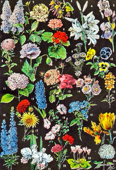 Illustrasjon av hageblomster ca. 1923 av Adolphe Philippe Millot