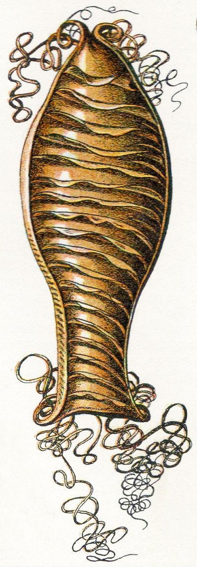 Ridged Egg tilfelle av cathai (Scyliorhinus), 1923 av Adolphe Philippe Millot
