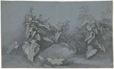 Plantestudie av Adriaan Boudewyns
