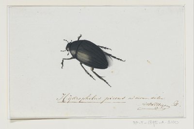 Svart vannbille Hydrophilus picens (tittel på objekt) av Adriaan van der Willigen