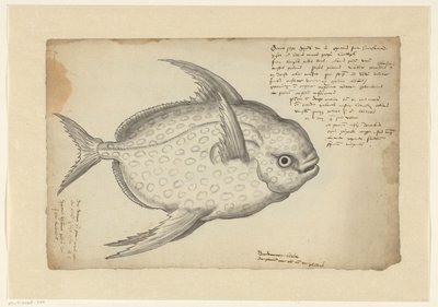 Kingfish av Adriaen Coenen