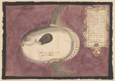 Havsolfisk (Mola mola) av Adriaen Coenen