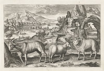geit og sau Firebeinte dyr (serietittel) Animalivm Qvaddrvpedvm (serietittel) av Adriaen Collaert