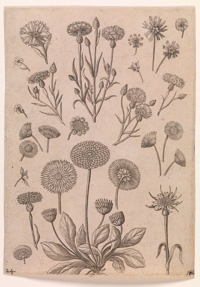 Kornblomster av Adriaen Collaert