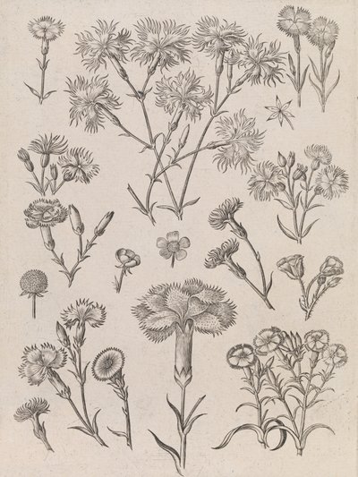  av Adriaen Collaert