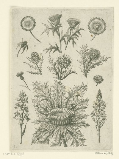 Fjernt på forskjellige måter Florilegium (serietittel) av Adriaen Collaert