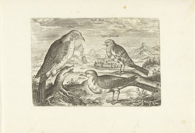 Tre fugler i et landskap Avium Vivae (serietittel) Fugler (serietittel) av Adriaen Collaert