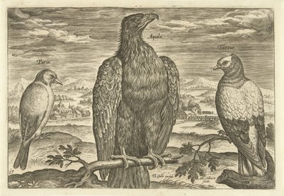 Tre fugler i et landskap Avivm Vivae (serietittel) Fugler (serietittel) av Adriaen Collaert
