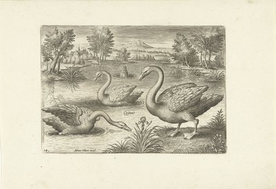 Tre svaner i en dam Fugler (serietittel) Avium vivae (serietittel) av Adriaen Collaert
