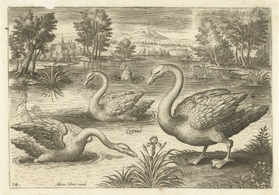Tre svaner i en dam Fugler (serietittel) Avium vivae (serietittel) av Adriaen Collaert
