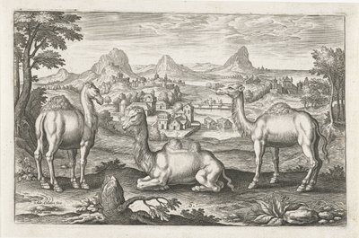 Dromedarer og en kamel Firebeinte dyr (serietittel) Animalivm Qvaddrvpedvm (serietittel) av Adriaen Collaert