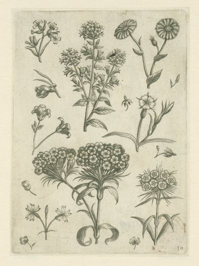 Søte William og andre blomster Florilegium (serietittel) av Adriaen Collaert
