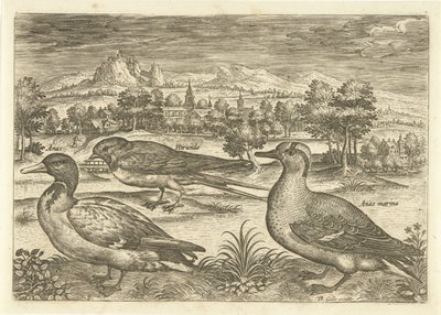 Noen fugler i et landskap Fugler (serietittel) Avivm vivae (serietittel) av Adriaen Collaert