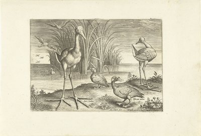 Noen vannfugler på en strand Fugler (serietittel) Avivm vivae (serietittel) av Adriaen Collaert
