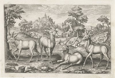 hjort Firebeinte dyr (serietittel) Animalivm Qvaddrvpedvm (serietittel) av Adriaen Collaert