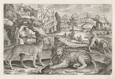 Løver og leopard Firebeinte dyr (serietittel) Animalivm Qvaddrvpedvm (serietittel) av Adriaen Collaert