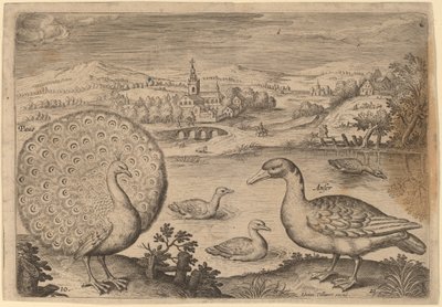 Påfugl og gås av Adriaen Collaert
