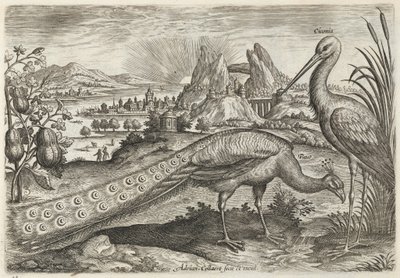  av Adriaen Collaert