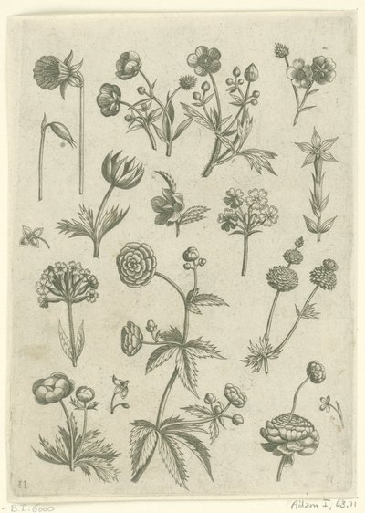 Ranonkels, primula en boterbloemen Florilegium (serietittel) av Adriaen Collaert