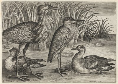  av Adriaen Collaert
