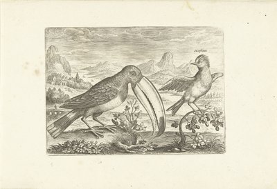 To eksotiske fugler i et landskap Fugler (serietittel) Avium vivae (serietittel) av Adriaen Collaert