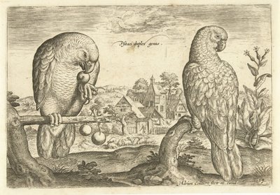 To papegøyer i et landskap Avium Vivae (serietittel) Fugler (serietittel) av Adriaen Collaert