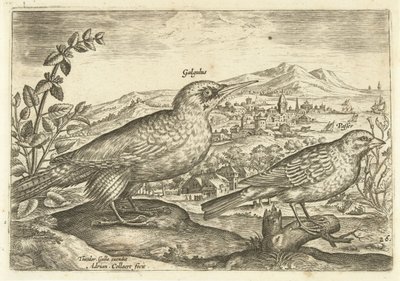 To fugler i et landskap Avium Vivae (serietittel) Fugler (serietittel) av Adriaen Collaert