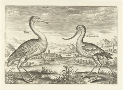 To vadefugler i et elvelandskap Fugler (serietittel) Avivm Vivae (serietittel) av Adriaen Collaert