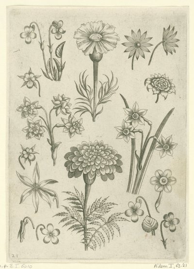 Ulike blomster, fioler og påskeliljer Florilegium (serietittel) av Adriaen Collaert