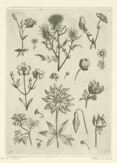 Verschillende bloemen, waaronder akelei en cyclaam Florilegium (series title)   1361614   no       norwegian Successfully Translated  Original: Maskerade van de Leidse studenten, 1870 (plaat 16) Gecostumeerde optogt gehouden door de leden van het Leidsche  av Adriaen Collaert