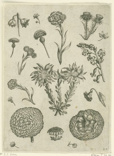 Ulike blomster, inkludert krysantemum og tistel Florilegium (serietittel) av Adriaen Collaert