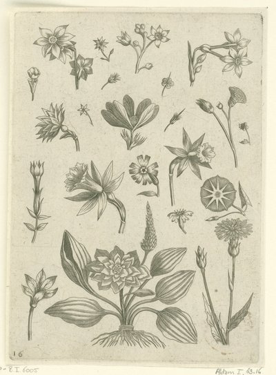 Ulike blomster, inkludert trompetpåskeliljer Florilegium (serietittel) av Adriaen Collaert