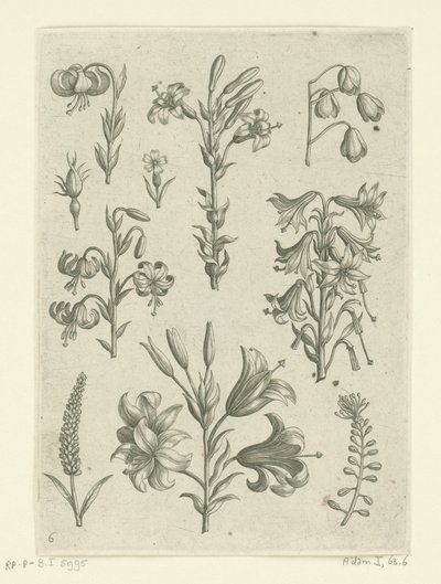 Fire store liljer og noen mindre blomster Florilegium (serietittel) av Adriaen Collaert