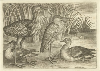 Fire vadefugler langs en elvebredd Fugler (serietittel) Avivm vivae (serietittel) av Adriaen Collaert